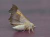 Ennomos fuscantaria